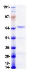 SDS-PAGE (NEFL-13H).jpg
